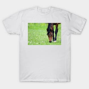 Chestnut Horse T-Shirt